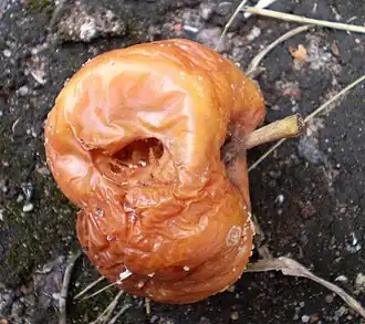 Pomme en décomposition