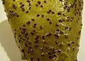 cuir de kiwi obtenu avec un déshydrateur.