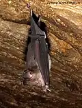 Hipposideros diadema