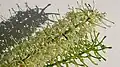 Inflorescence de Roupala montana (probablement Roupala pyrifolia Knight, 1809)