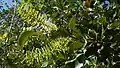 Inflorescence de Roupala montana (probablement Roupala pyrifolia Knight, 1809)
