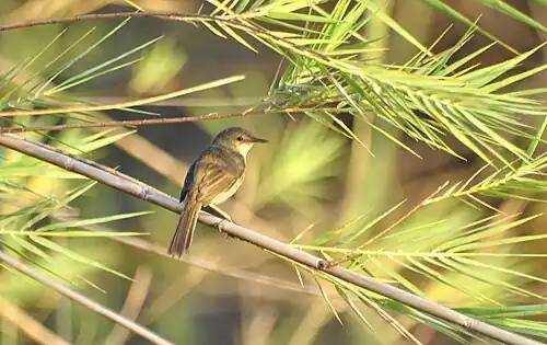 Rousserolle de Newton Acrocephalus newtoni - Madagascar Swamp Warbler du lac Kinkony, Boeny, Madagascar.