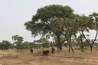 Tchadoua