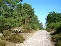 Située sur un relief peu accentué, la forêt d'Ermenonville est parsemée de buttes sur plusieurs secteurs, et la présence des sables contribue, tout comme la végétation, à une ambiance méditerranéenne.