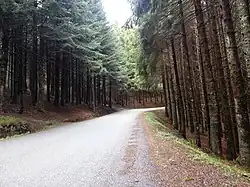 Route en forêt à quelques kilomètres en contrebas du col.