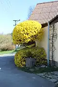 Cytise faux ébénier recépé et taillé.