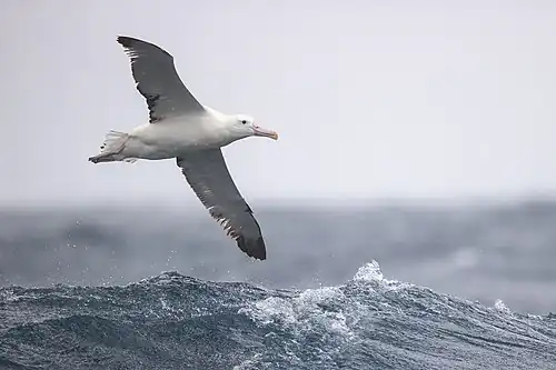 Un albatros royal au large de la péninsule de Tasman. Février 2021.