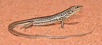 Description de l'image Royal Ctenotus (22706209509).jpg.