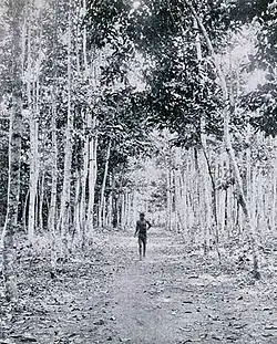 Plantation de caoutchouc (1911).