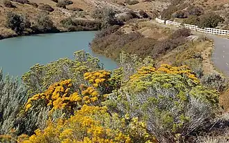 Description de l'image rubber rabbitbrush 01.jpg.