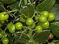 Fruits verts