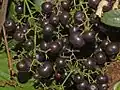 Fruits murs