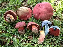Rubroboletus rhodosanguineus.