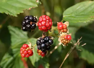 Grappe de mûres au bout d'une tige de ronce.