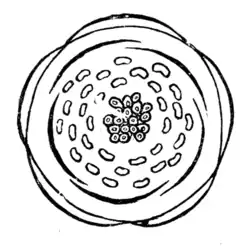 Diagramme floral.