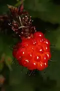 Fruit à maturité dans la forêt nationale du Mont Baker-Snoqualmie.