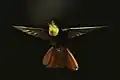 ♂