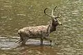 Cerf d'Eld