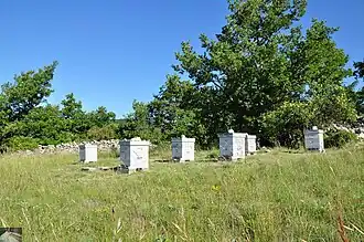 Ruches en Haute-Provence