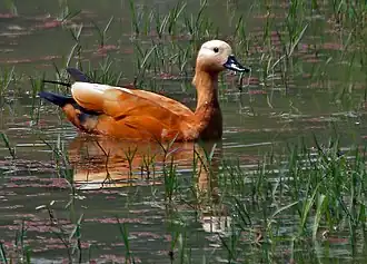 Tadorna ferruginea.