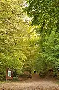 Chemin forestier.