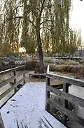 Le saule pleureur avec la grenouillère sous la neige