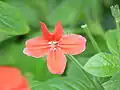 Ruellia elegans.