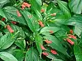 Ruellia brevifolia.