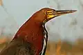 Détail de la tête