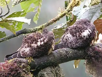 Description de l'image Rufous-bellied Nighthawk.jpg.