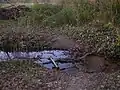 Gué dans le bois.