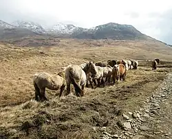 Groupe de poneys poilus vus de dos.