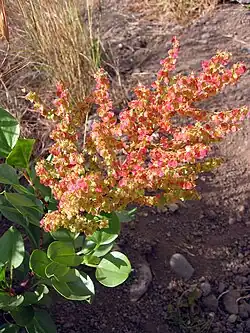 Inflorescence en épi.
