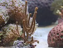 Rumphella aggregata