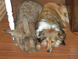 Un lapin couché à côté d'un chien du même gabarit