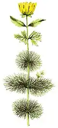 Asteraceae