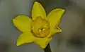 Fleur