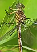 Stylurus plagiatus.