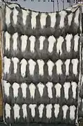Vair : assemblage de dos gris et ventres blancs
