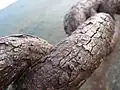 Une proxiphotographie d'une chaîne rouillée, montrant des craquelures.