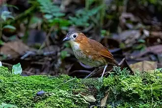 Description de l'image Rusty-tinged Antpitta imported from iNaturalist photo 114082413 on 21 April 2022.jpg.