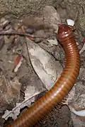 Mille-pattes trigoniulus corallinus