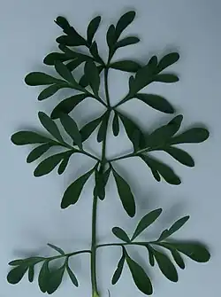 Feuille
