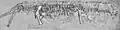 Fossile de R. carolinensis.
