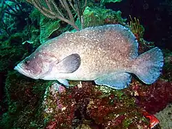 Rypticus saponaceus