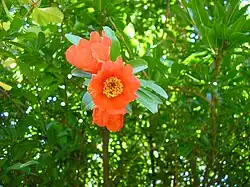 Fleur de grenadier.
