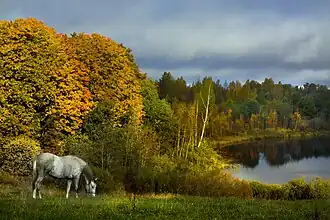 Cheval gris dans un paysage d'arbres