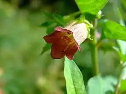 Vue d'une plante et de sa fleur rouge en gros plan