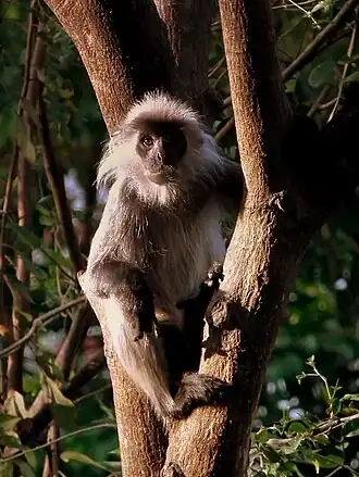 Description de l'image SAIGON ZOO VIETNAM JAN 2012 (7009538995).jpg.