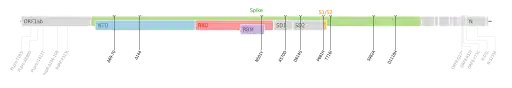 Les mutations du variant Alpha sur une carte génomique du SARS-CoV-2